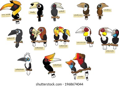 A set of 13 hornbill species vectors. All of them can be found in Thailand. Each vector has its name written in Thai script. This is very useful for education.