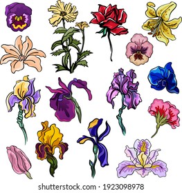 Set of 14 drawings of european garden flowers: iris; violet, lily; orchid. Collection of colorful vector stock illustrations, isolated on white background, for custom design and print.