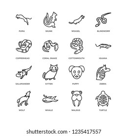 Set Of 16 animals linear icons such as Turtle, Walrus, Whale, Wolf, Zebra, puma, copperhead, salamander, cottonmouth, editable stroke icon pack, pixel perfect