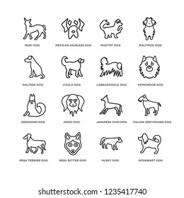 Set Of 16 Dogs line icons such as Hovawart dog, Husky Mudi Irish Terrier Italian Greyhound Japanese Chin Mastiff editable stroke icon pack, pixel perfect