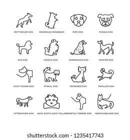 Set Of 16 Dogs line icons such as Newfoundland dog, Norfolk Terrier Rottweiler Otterhound Papillon Pekingese Pumi editable stroke icon pack, pixel perfect