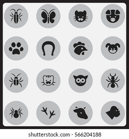 Set Of 16 Editable Animal Icons. Includes Symbols Such As Cockroach, Puppy, Moth And More. Can Be Used For Web, Mobile, UI And Infographic Design.