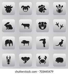 Set Of 16 Editable Animal Icons. Includes Symbols Such As Porcupine, Proboscis, Tropical Bird And More. Can Be Used For Web, Mobile, UI And Infographic Design.