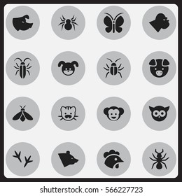 Set Of 16 Editable Zoology Icons. Includes Symbols Such As Chimpanzee, Hog, Grizzly And More. Can Be Used For Web, Mobile, UI And Infographic Design.