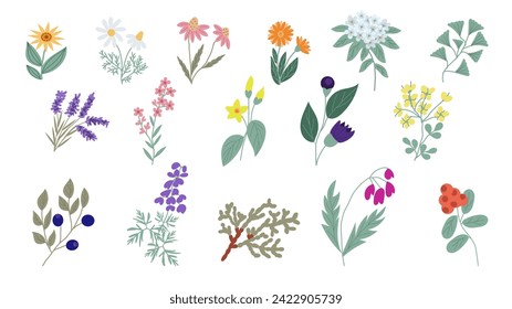 Set of 16 illustrations of plants used in homeopathic medicine, hand-drawn in a flat doodle style. Flowers and herbs used in alternative medicine.