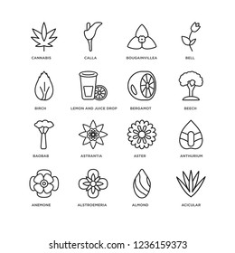 Set Of 16 nature linear icons such as Acicular, Almond, Alstroemeria, Anemone, Anthurium, Cannabis, Birch, Baobab, Bergamot, editable stroke icon pack, pixel perfect