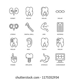 Set Of 16 simple line icons such as Cardiogram, Stomach, Implants, Finger, Molar, Kidney, Uterus, Arm, editable stroke icon pack, pixel perfect