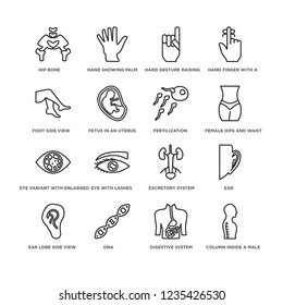 Set Of 16 simple line icons such as Column inside a male human body in side view, Digestive System, Dna, Ear lobe Foot editable stroke icon pack, pixel perfect