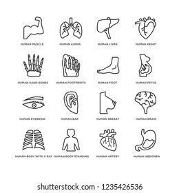 Set Of 16 simple line icons such as Human Abdomen, Artery, body standing black, with x ray plate focusing on stomach, hand bones, editable stroke icon pack, pixel perfect