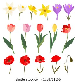 Set of 16 spring and summer flowers - tulip, poppy, crocus, narcissus. Collection of red, yellow, white and lilac flowers. Flat vector illustration isolated on white background. Colorful clip art.