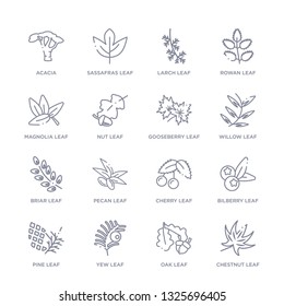set of 16 thin linear icons such as chestnut leaf, oak leaf, yew leaf, pine bilberry cherry pecan leaf from nature collection on white background, outline sign icons or symbols
