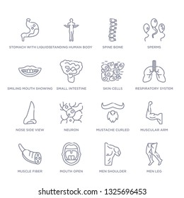 Set Of 16 Thin Linear Icons Such As Men Leg, Men Shoulder, Mouth Open, Muscle Fiber, Muscular Arm, Mustache Curled Tip Variant, Neuron From Human Body Parts Collection On White Background, Outline