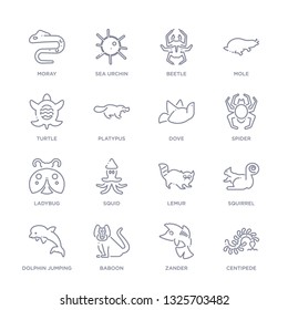 set of 16 thin linear icons such as centipede, zander, baboon, dolphin jumping, squirrel, lemur, squid from animals collection on white background, outline sign icons or symbols