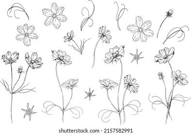 Set Of 17 Cosmos Flowers Elements, Hand Drawn Wildflowers, Line Drawing On White Background