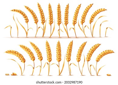 A set of 18 ripe ears of cereals. Golden ears with leaves. Vector illustration isolated on white background.