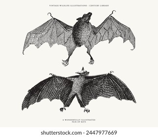 Conjunto de 2 Ilustraciones de murciélago de Vector grabado antiguo
