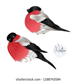 Set of 2 bullfinchs.  Colored vector illustration. Isolated on white background.