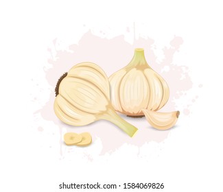 Set of 2 garlic vegetable vector illustrations with garlic cloves