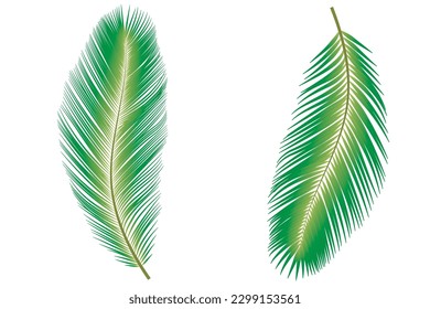 Set of 2 green coconut or palm leaves and 2 designs. White background with copy space.