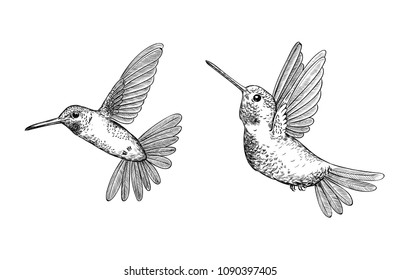 Set of 2  hand drawn flying hummingbirds on white background.Elements for design.