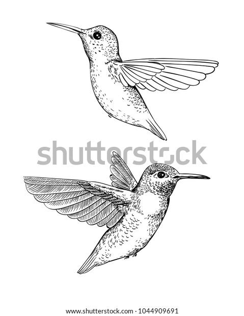 Set 2 Hand Drawn Hummingbirds On Stock Vector (Royalty Free) 1044909691