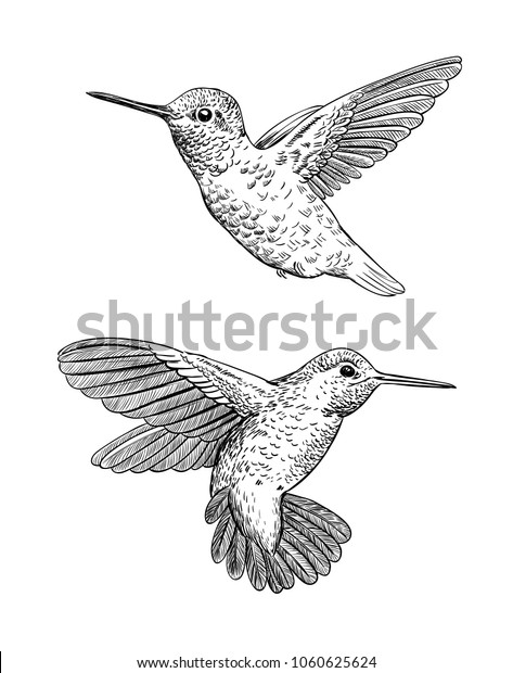 Set 2 Hand Drawn Hummingbirds On Stock Vector (Royalty Free) 1060625624