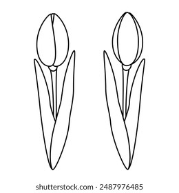Set of 2 outline drawn tulips flower. Design elements for coloring book or springtime greetings