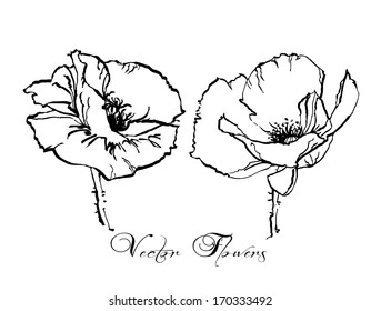 Set of 2 painted vector poppy flowers