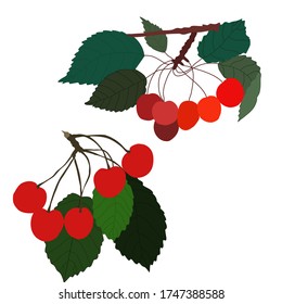 set of 2 vector cherries,perfect to use on the web or in print
