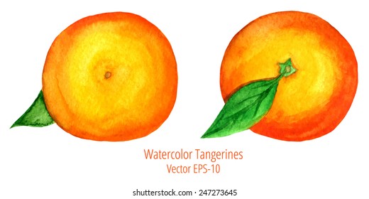 set of 2 vector watercolor tangerines isolated on white background, top and bottom view