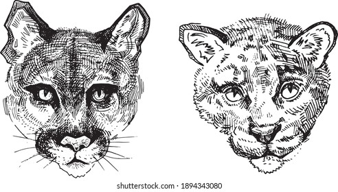 Set 2 wild cat head freehand drawing puma panther cartoon leopard cheetah bobcat lynx portrait design animal line art illustration sketch freehand black outline contour drawing logo feline engrawing