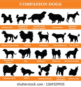 Set of 20 companion dogs. Vector set of companion breeds dogs standing in profile. Isolated dogs breed silhouettes set in black color on white background.