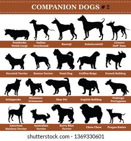 Set of 20 companion dogs. Vector set of companion breeds dogs standing in profile. Isolated dogs breed silhouettes set in black color on white background. Part 2
