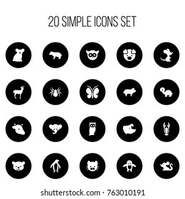 Set Of 20 Editable Animal Icons. Includes Symbols Such As Penguin, Moth, Night Fowl And More. Can Be Used For Web, Mobile, UI And Infographic Design.