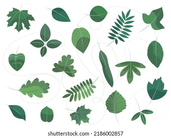 set of 20 leaves of different types of trees, green, isolated on a white background, decorative elements