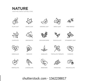 set of 20 line icons such as subulate, obovate, orbicular, fasciculate, escuamiforme, obcordate, cuspicate, birch leaf, orange leaf, grape leaf. nature outline thin icons collection. editable 64x64