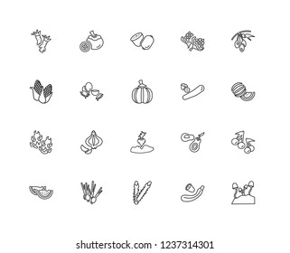 Set Of 20 linear fruits icons such as Mushroom, Courgette, Asparagus, Spring onion, Watermelon, Olives, Cucumber, Radishes, Pitaya, Coconut, Kiwi, editable stroke vector icon pack