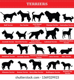 Set of 20 terrier dogs. Vector set of terrier breeds dogs standing in profile. Isolated dogs breed silhouettes set in black color on white background.