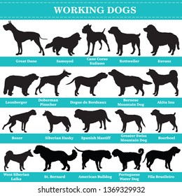 Set of 20 working dogs. Vector set of hounds breeds dogs standing in profile. Isolated dogs breed silhouettes set in black color on white background.