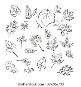 A set of 22 leaves of maple, oak, ash, palm, orchid, flower, stem, lilac, grape.
Isolated on white background, black strokes, not color, vector collection hand drawn EPS10.