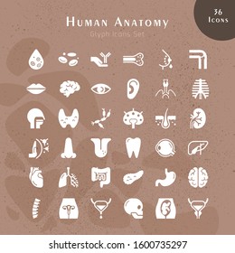 Set of 24 vector icons of internal human organs in a linear style isolated with background of seamless medicine pattern.