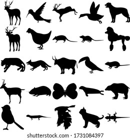 Set of 25 animals. Colibri, Duck, Elk, Chicken, Armadillo, Poodle, Cougar, Dog, Bull, Toucan, Rat, Deer, Syrian Hamster, Butterfly, Seal, Grizzly Bear, Bird, Goshawk, Kitten, Lizard.