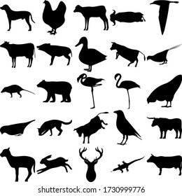 Gruppe von 25 Tieren. Dalmatian, Calf, Buffalo, Albatross, Schwein, Ente, Fasan, Opossum, Bären, Flamingos, Huhn, Sparrow, Hund, Keule, Bull, Little Goat, Kaninchen, Hirschhorne, Komodo, Kuh.