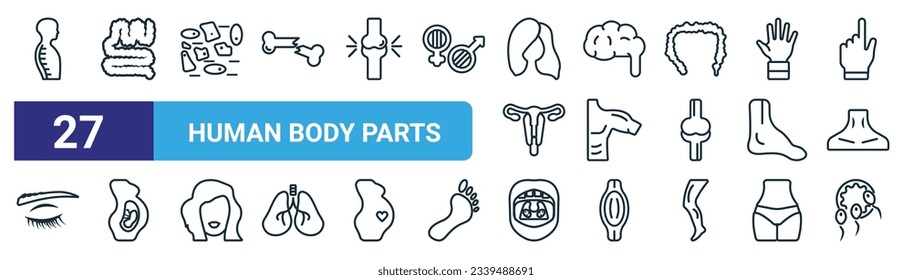 set of 27 outline web human body parts icons such as column inside a male human body in side view, small intestine, skin cells, brain body organ, men shoulder, human fetus, tonsil, two spermatozoon