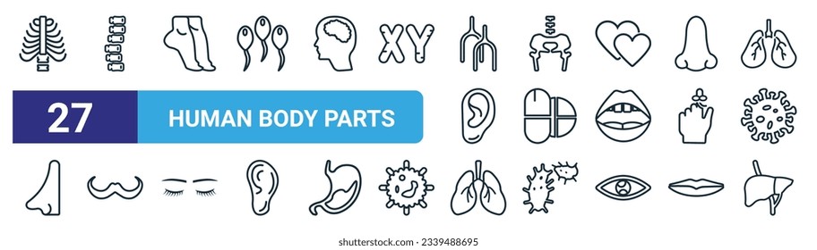 set of 27 outline web human body parts icons such as human ribs, human spine, tiptoe feet, hip bone, tablet and capsule medications, mustache curled tip variant, lungs, liver vector thin line icons