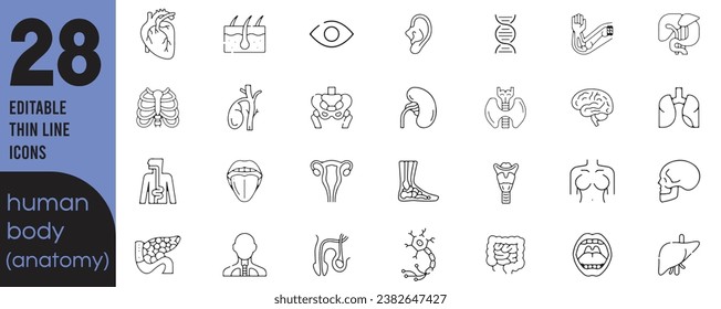 Conjunto de 28 iconos de contorno relacionados con el cuerpo humano, la anatomía. Colección de iconos lineales. Diseño editable. Ilustración del vector