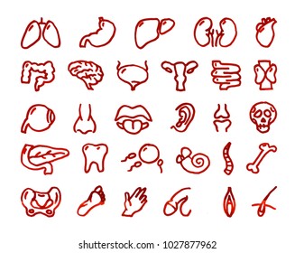 Set of 29 human organs hand drawn red icons drawn with a felt-tip pen