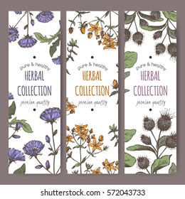 Set of 3 color vector herbal tea labels with burdock, chicory and saint john wort hand drawn sketch. Placed on white background.