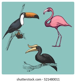 set of 3 hand drawn vector realistic birds, sketch graphic style, rhinoceros hornbill, toco toucan, phonicopteridae,