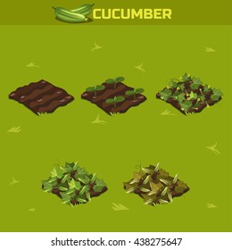 CONJUNTO 3. Estágio isométrico dos vegetais de crescimento. Pepino em vetor para jogar uma perspectiva. elemento do jogo